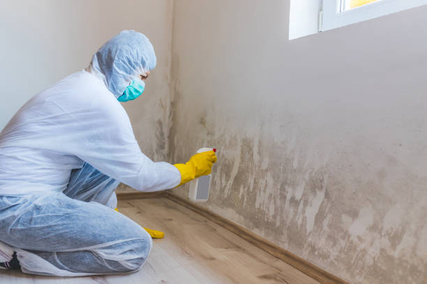Licensed Basement Mold Remediation service in Jonestown, TX - 24 Hour Mold Removal