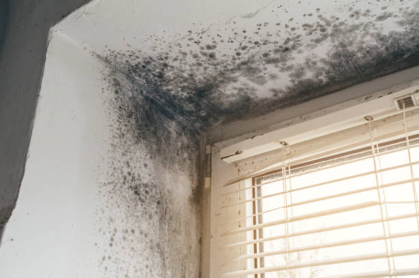 Affordable Basement Mold Remediation solutions in Jonestown, TX