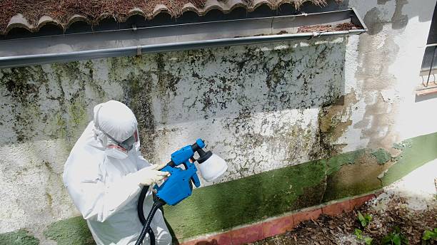 Top rated local Basement Mold Remediation specialists in Jonestown, TX